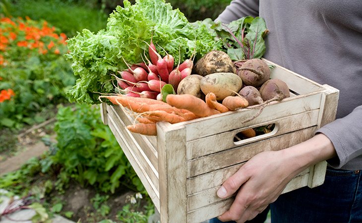 No es lo mismo cortar de raíz una hortaliza del suelo que coger una fruta de un árbol