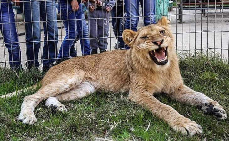 Falestina, la leona a la que le han amputado las garras en un zoo de Palestina