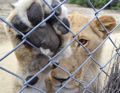 Un zoo amputa las garras a una leona para convertirla en un juguete para los visitantes