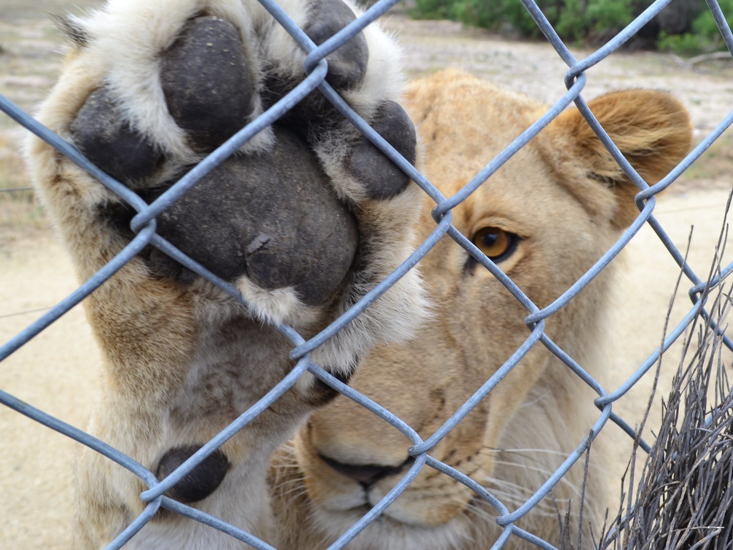 Un zoo amputa las garras a una leona para convertirla en un juguete para los visitantes