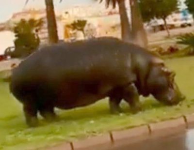 Un hipopótamo se escapa de un circo de Roquetas de Mar y desata el pánico por las calles