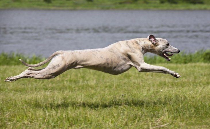 Los galgos son una raza de perro utilizada para cazar liebres