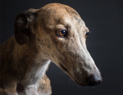 Los cazadores españoles dejan morir hasta 50.000 galgos tras la temporada de caza