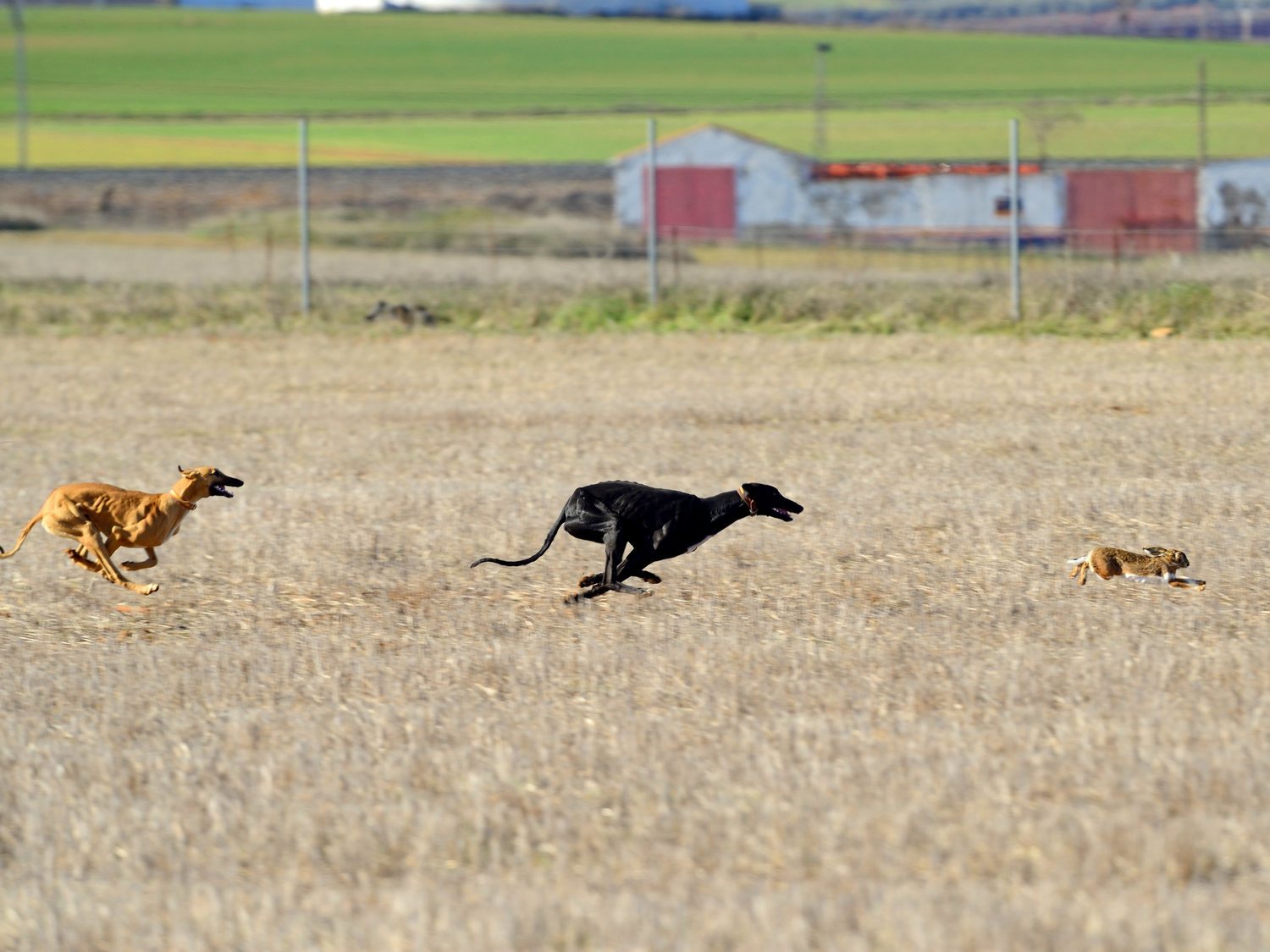 Los cazadores españoles dejan morir hasta 50.000 galgos tras la temporada de caza