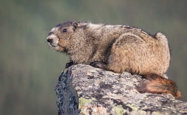 Está prohibido cazar marmotas