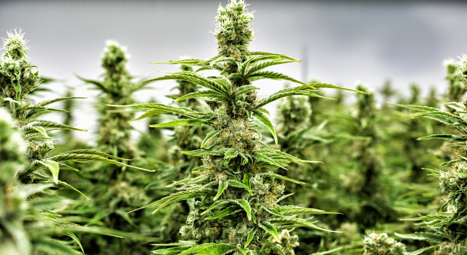 La UPV posee licencia para el cultivo de cannabis