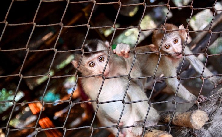 Los experimentos transgénicos con primates suponen un retroceso en la explotación animal