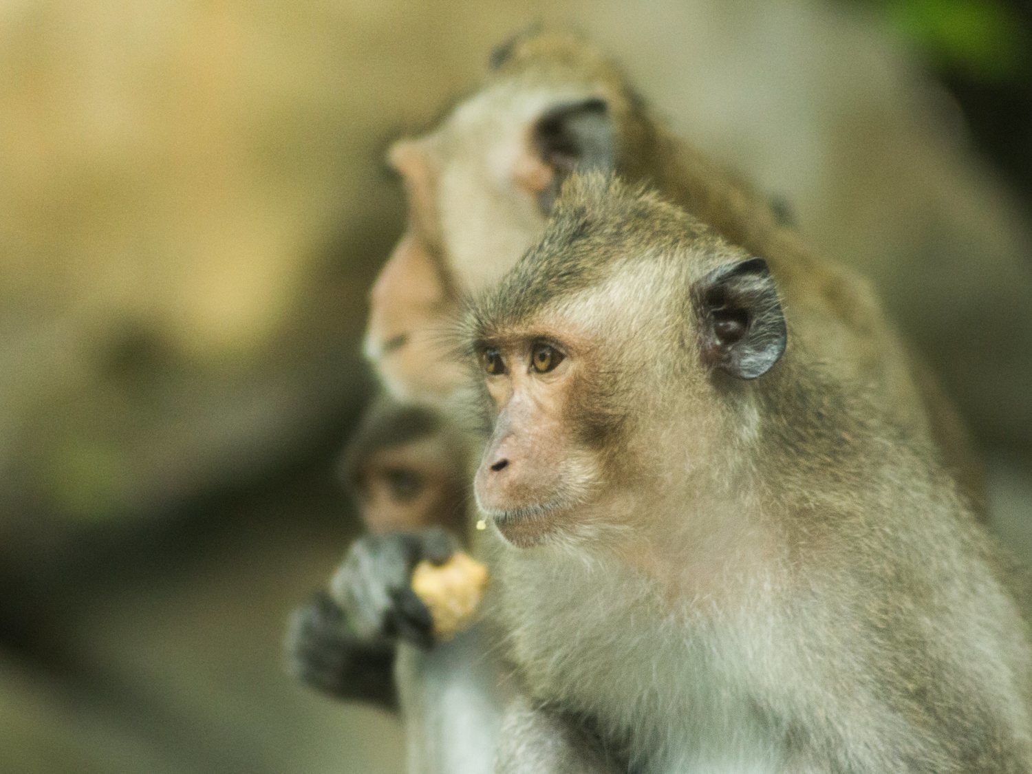 Monos transgénicos: les implantan genes humanos para crear simios superinteligentes
