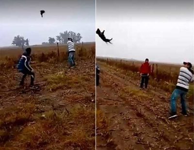 Se graban matando a un perro al que estaban bateando como si jugaran al beisbol entre mofas