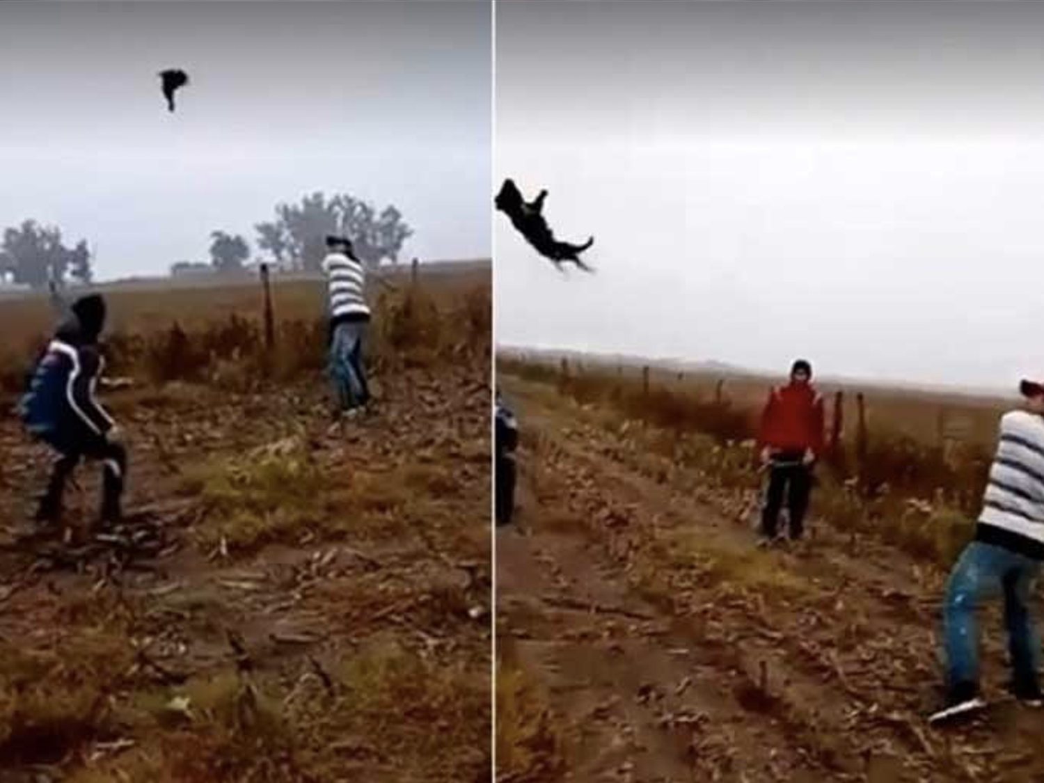 Se graban matando a un perro al que estaban bateando como si jugaran al beisbol entre mofas