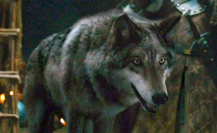 Viento Gris, el lobo huargo de Robb Stark