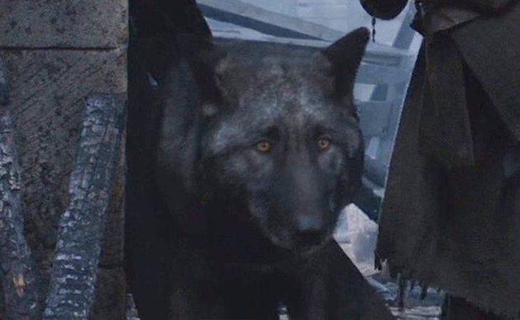 Peludo, el lobo huargo de Rickon Stark