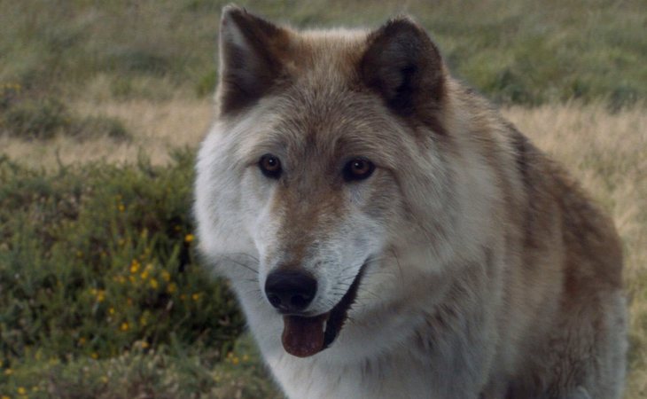 Verano, el lobo huargo de Bran Stark