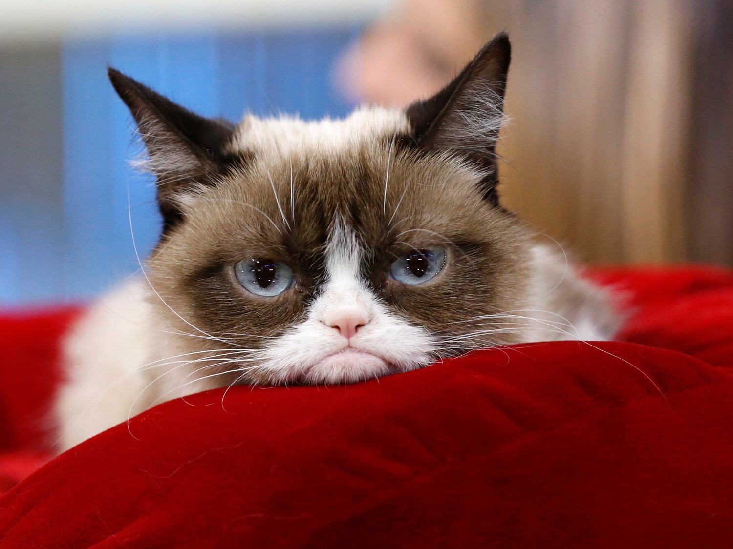 Muere Grumpy Cat, la gata más famosa de Internet