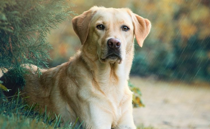 Los perros maltratados eran de raza cruzada labrador retriever