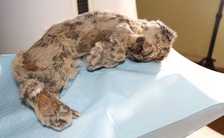 El espécimen de cachorro de león presentado en Japón junto a la cabeza de lobo