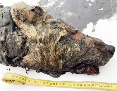 Localizan en Siberia la cabeza de un lobo de 40.000 años con el cerebro intacto