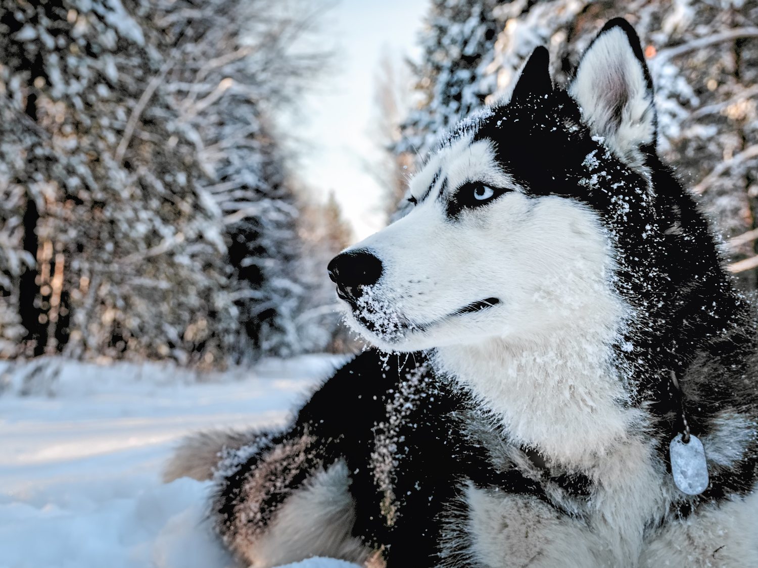 Localizan en Siberia la cabeza de un lobo de 40.000 años con el cerebro intacto