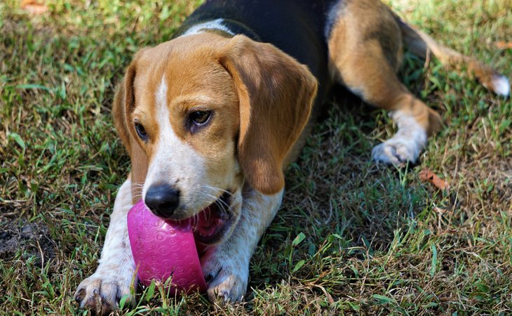 La raza beagle es capaz de identificar el 97% de los casos de cáncer de pulmón