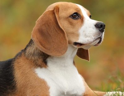 Un estudio revela que el olfato canino detecta el cáncer de pulmón en un 97% de los casos