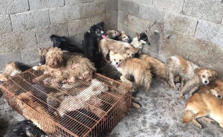 Cada año miles de perros son asesinados para ser cocinados en el festival de carne de perro de Yulin