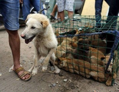China vuelve a celebrar el macabro festival de la carne de perro cocinando a un millar