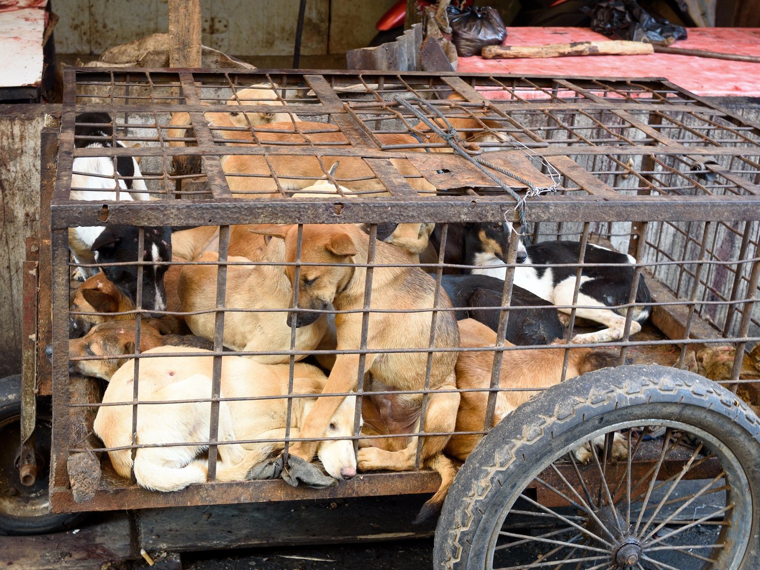 China vuelve a celebrar el macabro festival de la carne de perro cocinando a un millar