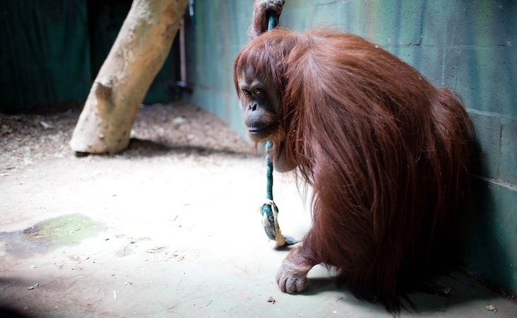 Sandra vive en el zoológico de Buenos Aires