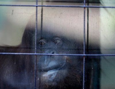 Esta es Sandra, la primera orangutana reconocida como "persona" en el mundo