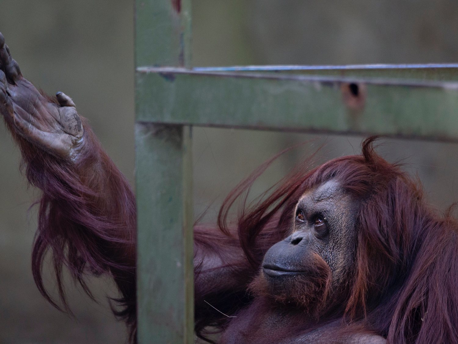 Esta es Sandra, la primera orangutana reconocida como "persona" en el mundo