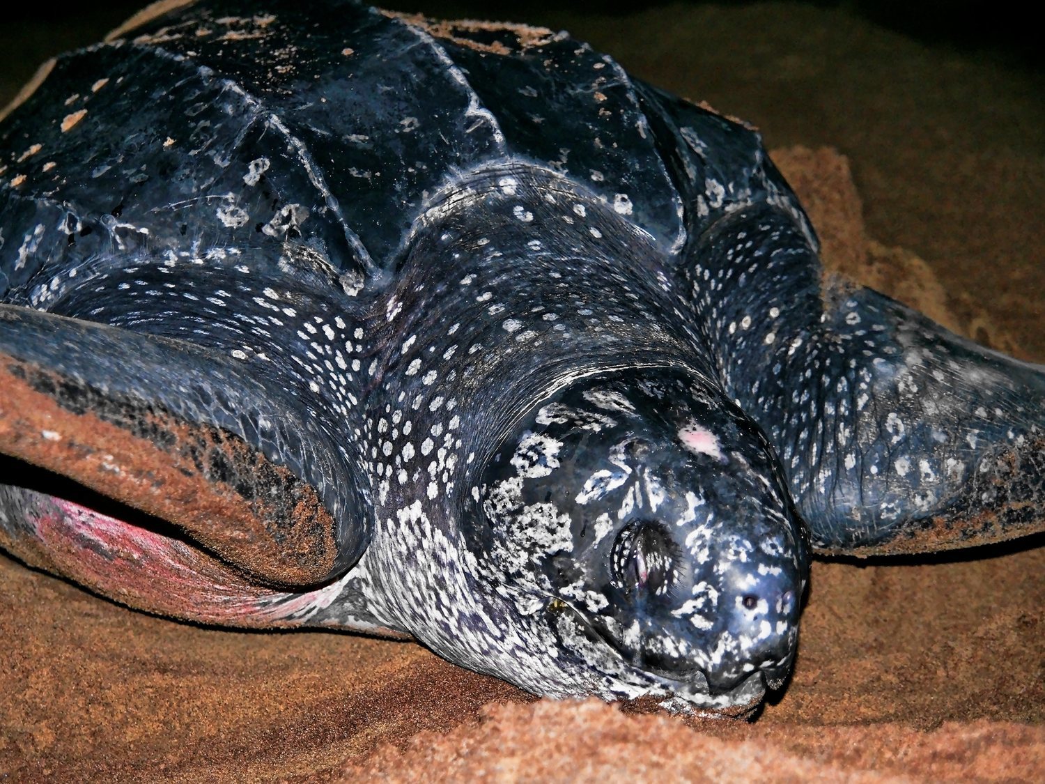 Montan una tortuga laúd: un nuevo caso de terrible maltrato animal