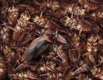 Las cucarachas se están volviendo invencibles y muy pronto será imposible acabar con ellas