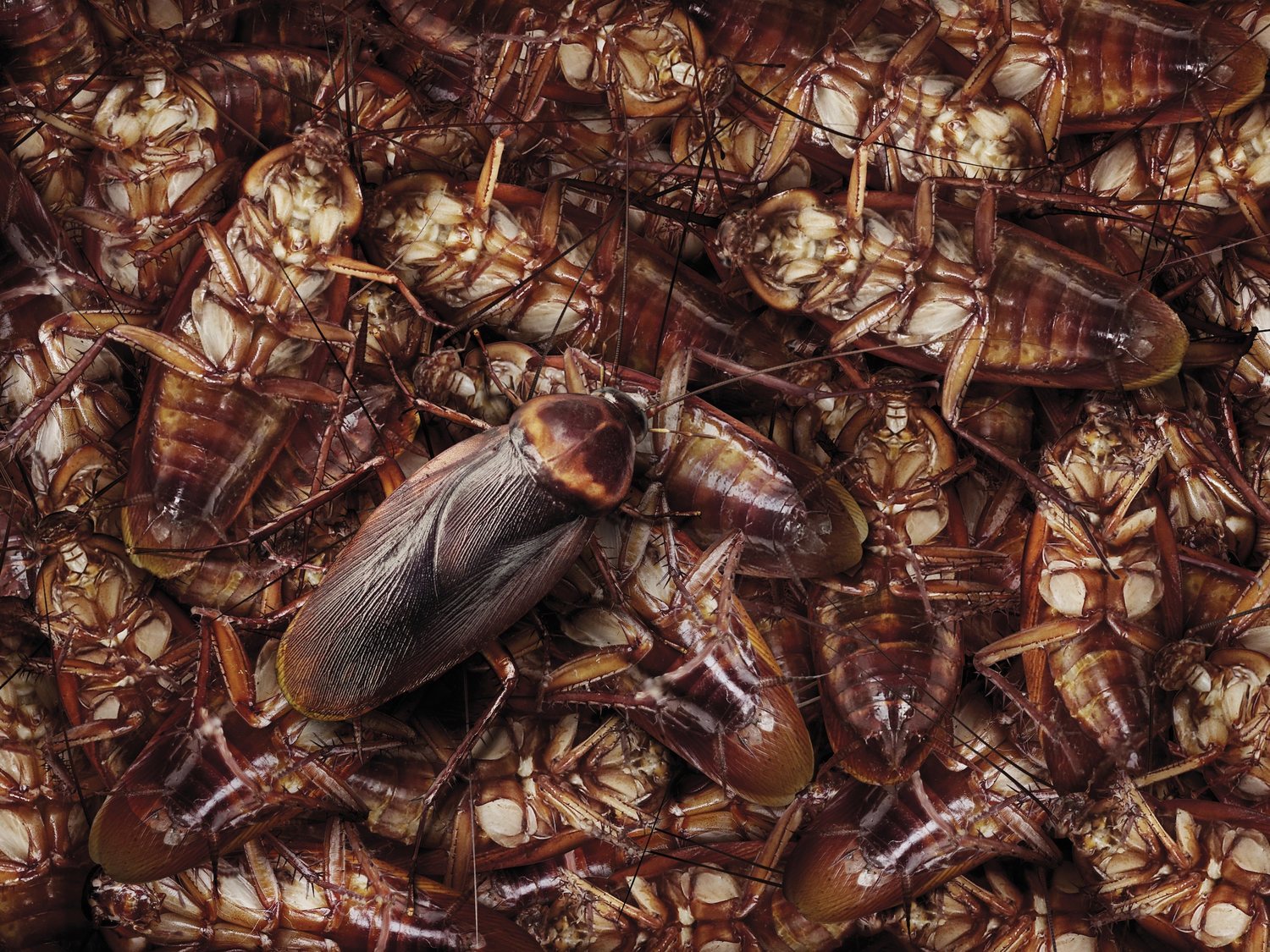 Las cucarachas se están volviendo invencibles y muy pronto será imposible acabar con ellas