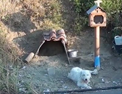 Este perro lleva año y medio esperando a su dueño en la curva donde murió por un accidente