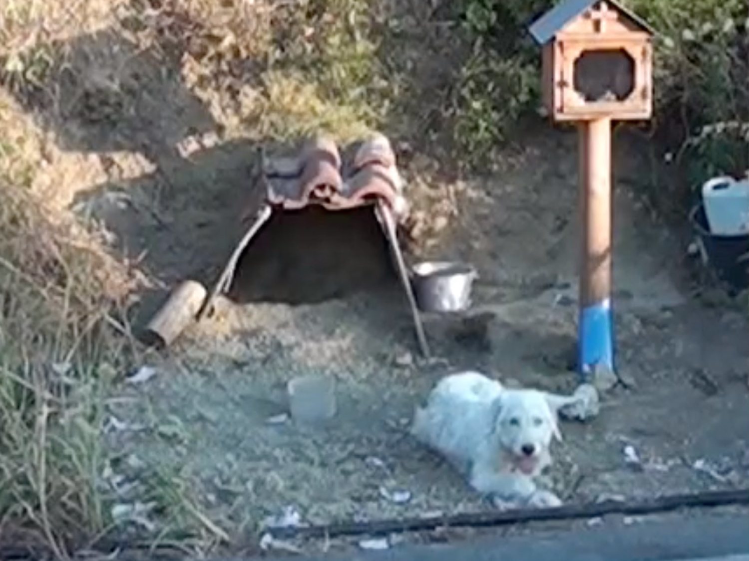 Este perro lleva año y medio esperando a su dueño en la curva donde murió por un accidente