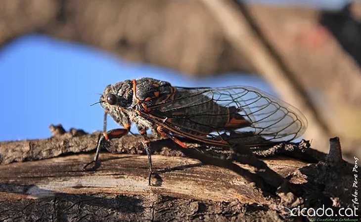 El estudio recoge 19 especies y subespecies de cigarras