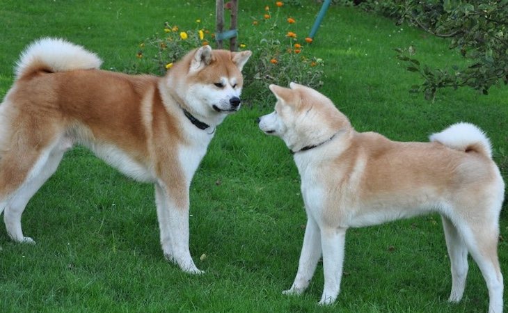 Los perros akita inu se consideran peligrosos en España
