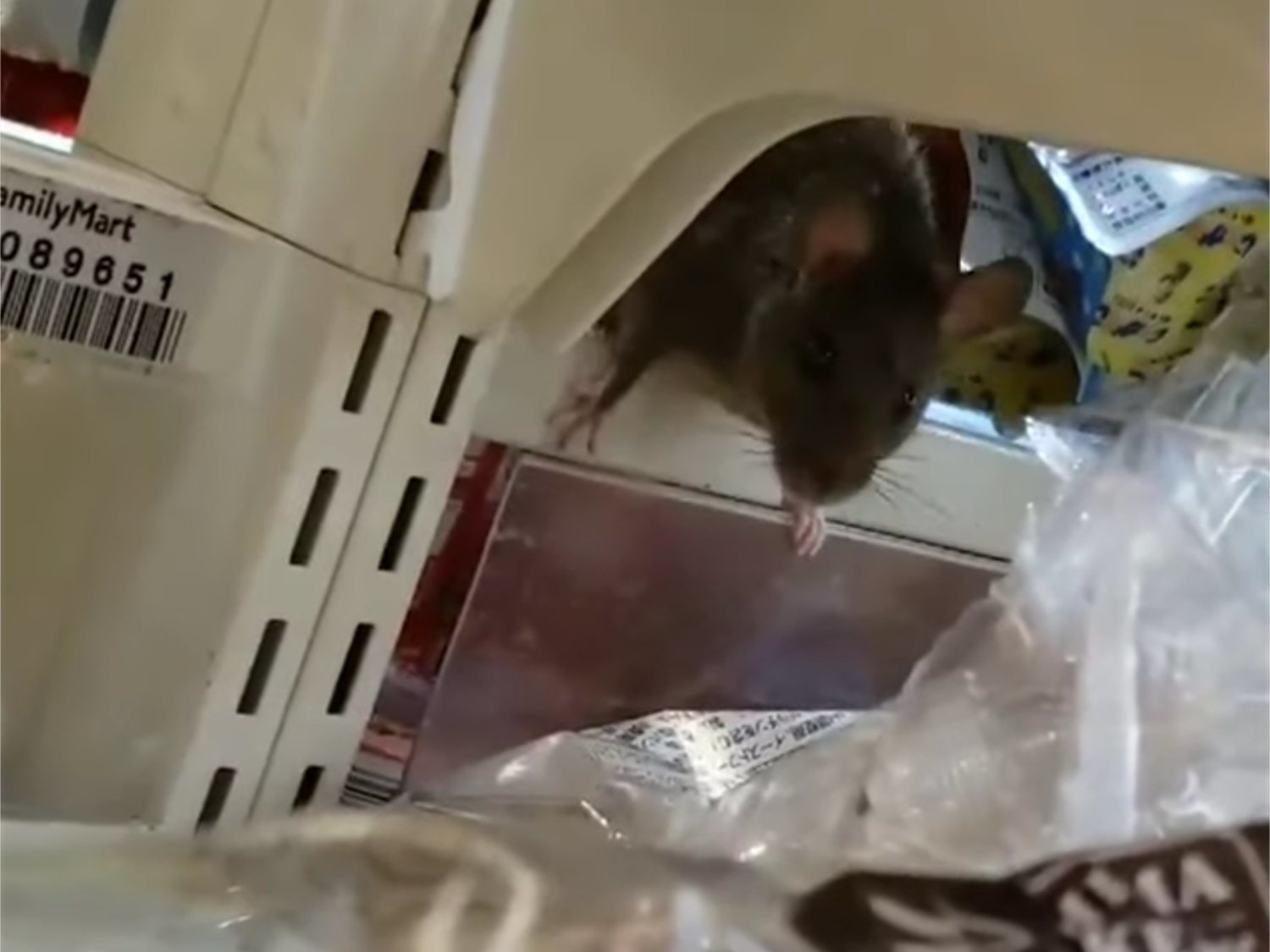 Cierran una tienda 24 horas tras grabar su interior lleno de ratas caminando por la comida