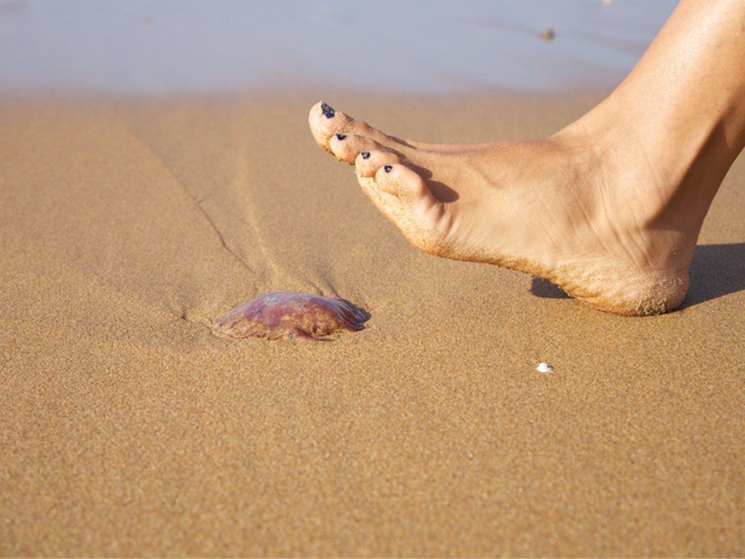 Vinagre contra las picaduras de medusa: ¿Verdad o mito?