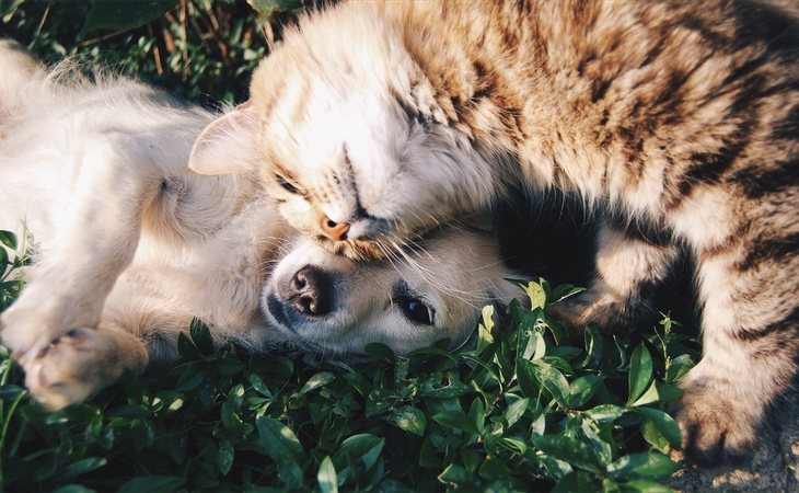 Hay una serie de pasos para acariciar a nuestro gato a la perfección