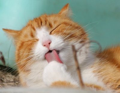 Esta es la forma en la que debes acariciar a tu gato para que sea feliz, según la ciencia