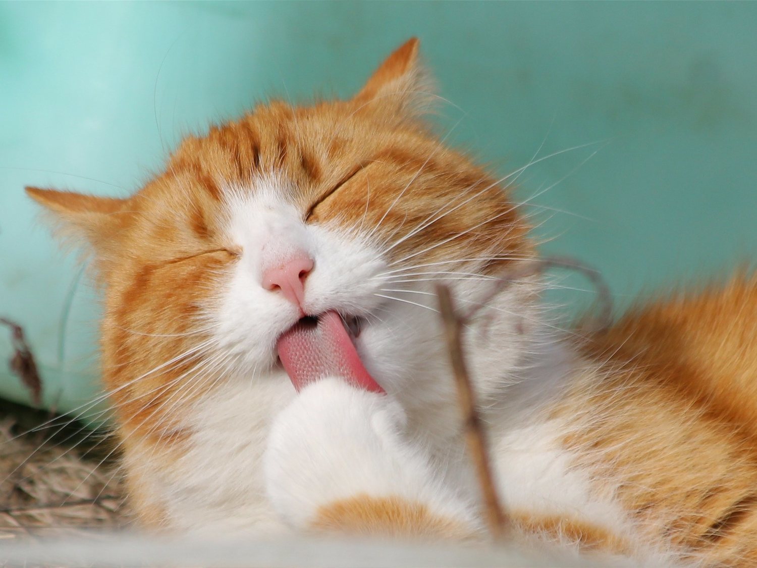 Esta es la forma en la que debes acariciar a tu gato para que sea feliz, según la ciencia