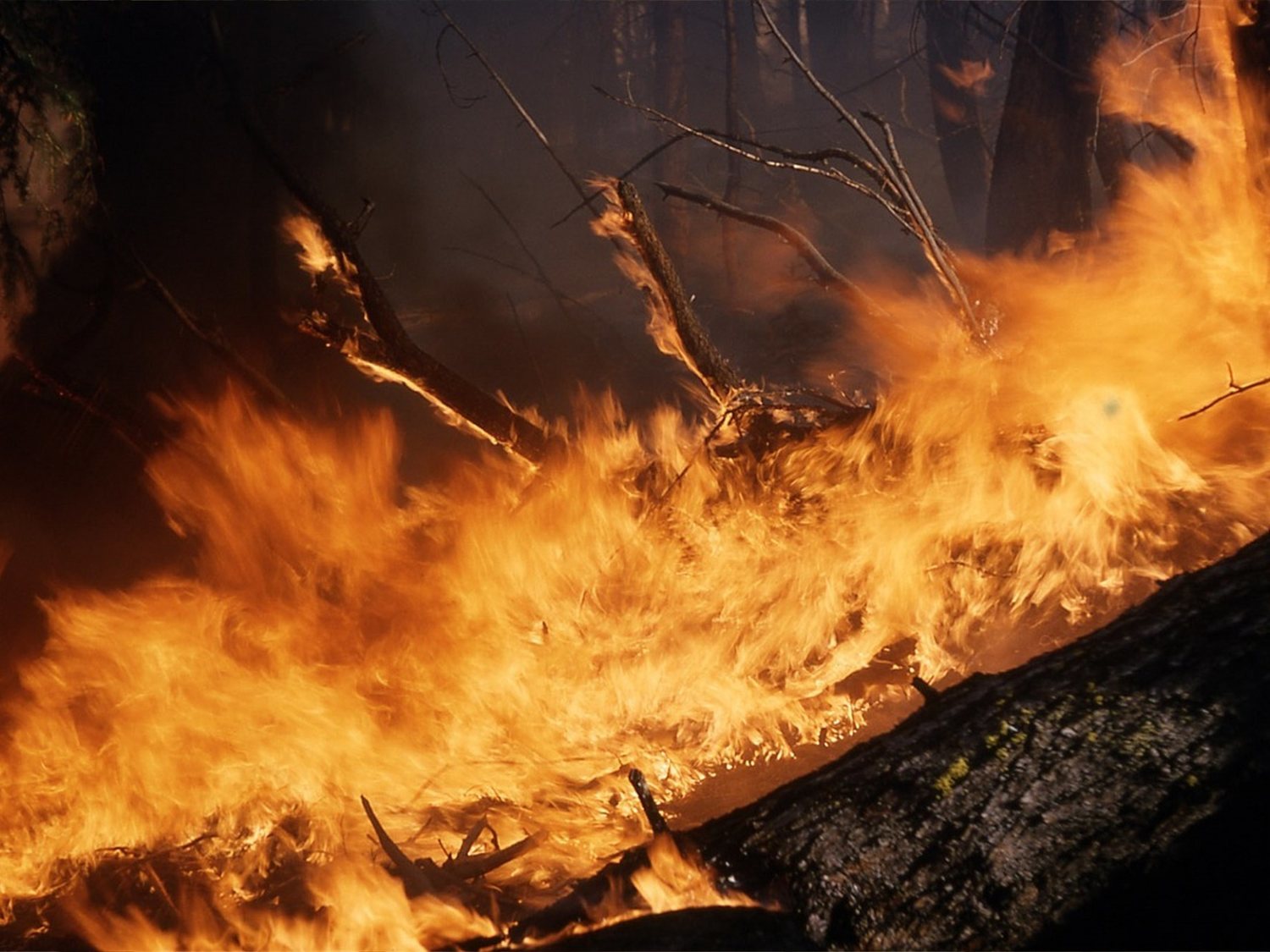 Por qué te afecta el incendio en la Amazonía, aunque vivas en la otra punta del planeta