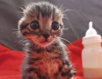 Nano, el gatito de Toledo al que amputaron las orejas, encuentra finalmente una familia