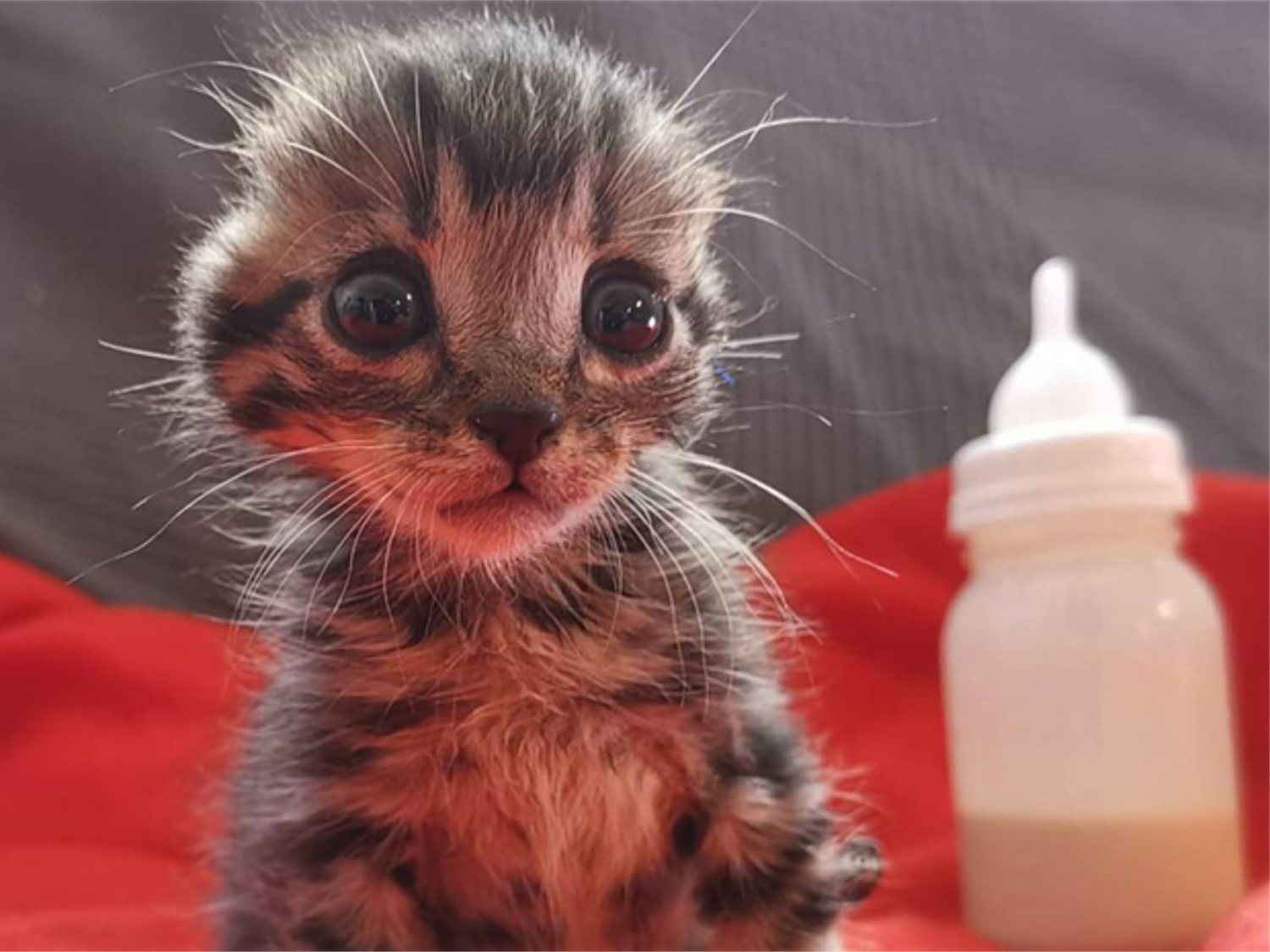 Nano, el gatito de Toledo al que amputaron las orejas, encuentra finalmente una familia