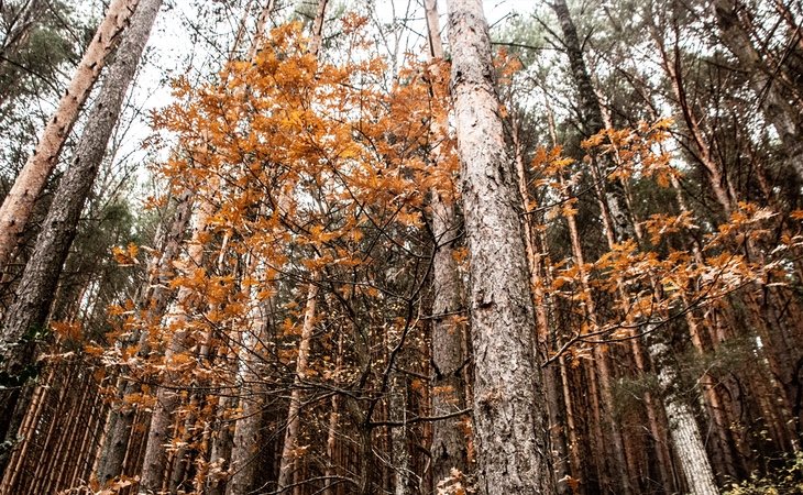 El Hayedo de Montejo se constituye como uno de los bosques de hayas más meridionales de Europa