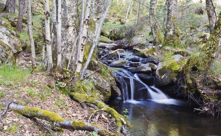 Uno de los paisajes que podemos encontrar en el Abedular de Canencia