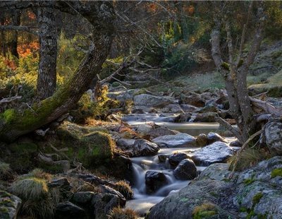 8 bosques de cuento a una hora de Madrid en transporte público