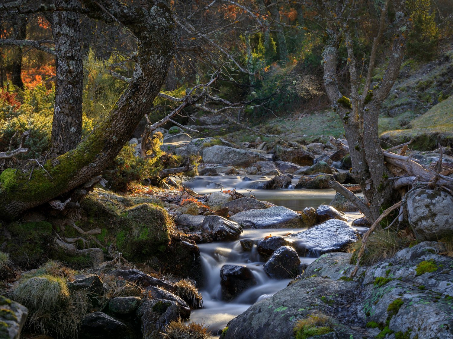 8 bosques de cuento a una hora de Madrid en transporte público