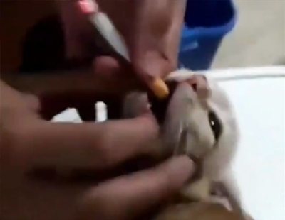 Unos jóvenes dan de fumar a un gatito en un nuevo caso de maltrato animal